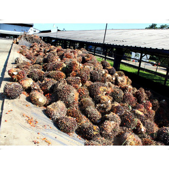 okitipupa oil palm plc شركة خاصة information-bloomberg في الإمارات العربية المتحدة