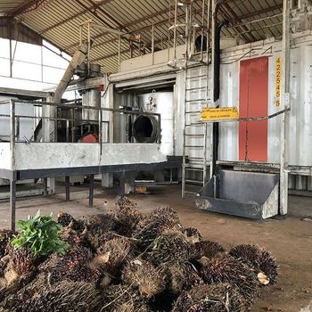 مطحنة زيت الفول السوداني عالية الإنتاجية / آلة ضغط زيت النخيل في الجزائر